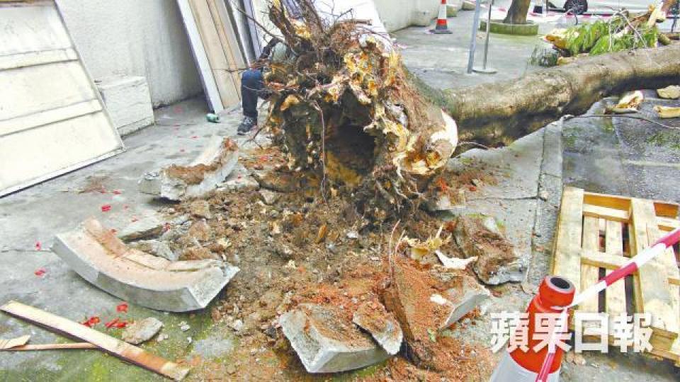 塌樹樹根位置腐爛,樹木辦取走泥土化驗。黃麗英攝 塌樹樹根位置腐爛,樹木辦取走泥土化驗。黃麗英攝