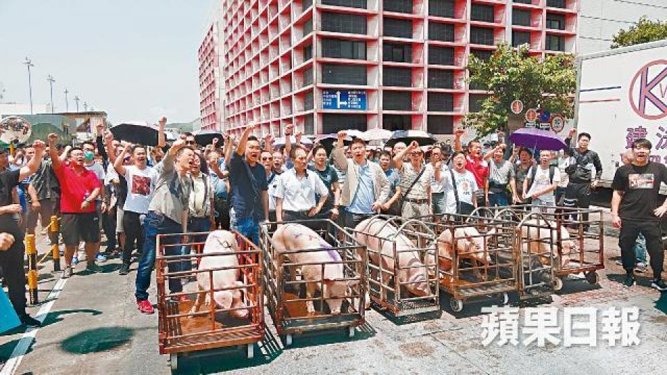 豬肉商將六隻大肥豬推到上水屠房外抗議。周鴻熙攝有從業員在抗議期間突然暈倒。 豬肉商將六隻大肥豬推到上水屠房外抗議。周鴻熙攝有從業員在抗議期間突然暈倒。