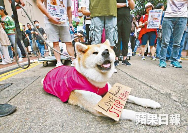 有市民帶同愛犬遊行。 有市民帶同愛犬遊行。