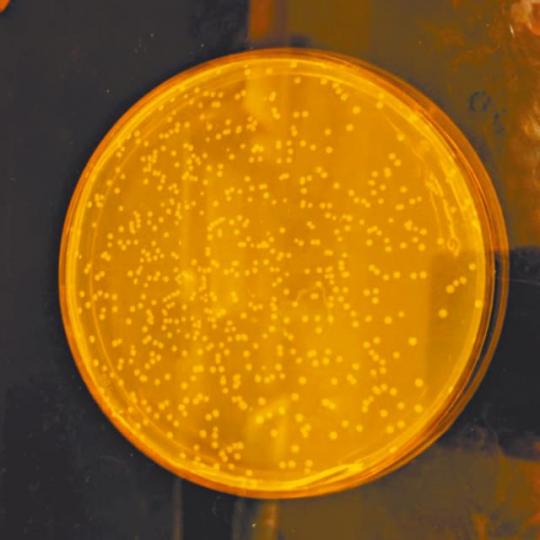 這大腸桿菌是全球首個DNA經全面重新設計的生物。 這大腸桿菌是全球首個DNA經全面重新設計的生物。
