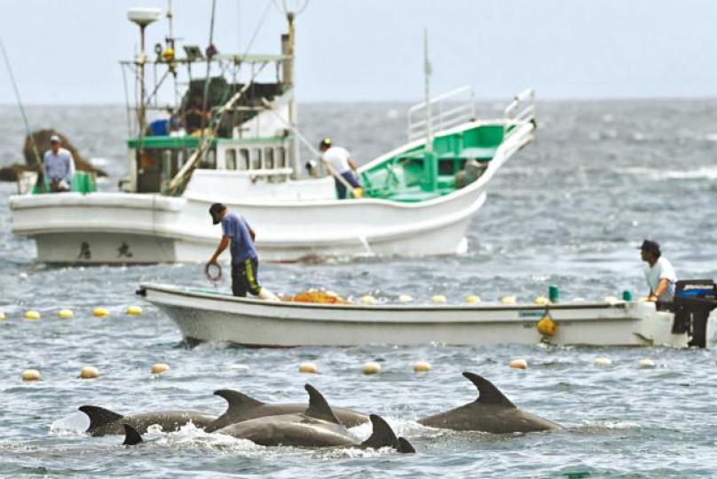 太地町漁民捕獵海豚的「傳統」首受法律挑戰。 太地町漁民捕獵海豚的「傳統」首受法律挑戰。