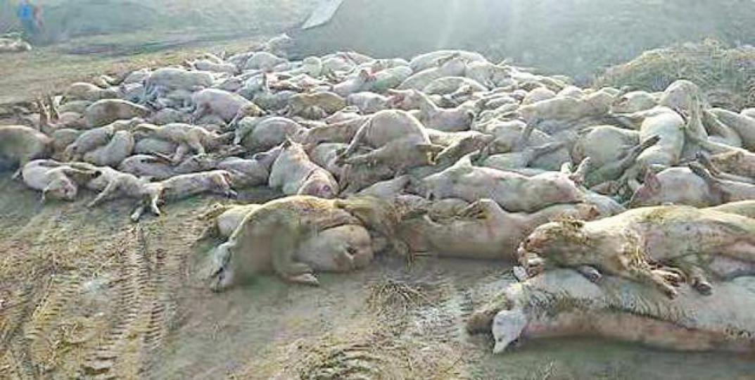 非洲豬瘟蔓延使中國各地有很多豬隻受感染死亡。資料圖片 非洲豬瘟蔓延使中國各地有很多豬隻受感染死亡。資料圖片