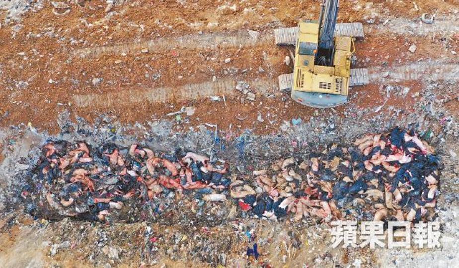 政府上月中銷毀上水屠房6,000多隻活豬,棄置堆填區。 政府上月中銷毀上水屠房6,000多隻活豬,棄置堆填區。