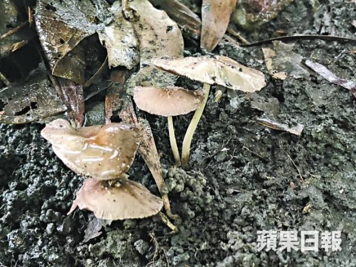上水北區公園發現可致酒醉型中毒的鬼傘。
上水北區公園發現可致酒醉型中毒的鬼傘。