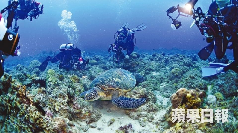 超高清水100%見海龜 學5個S親近海龜4