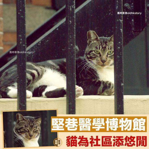 堅巷醫學博物館的貓.....