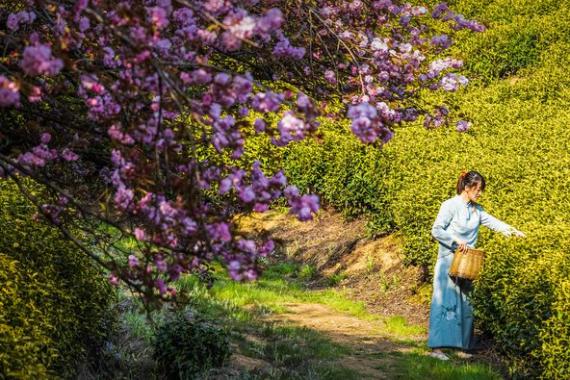 春之茶園：桃花岕茶園櫻花......