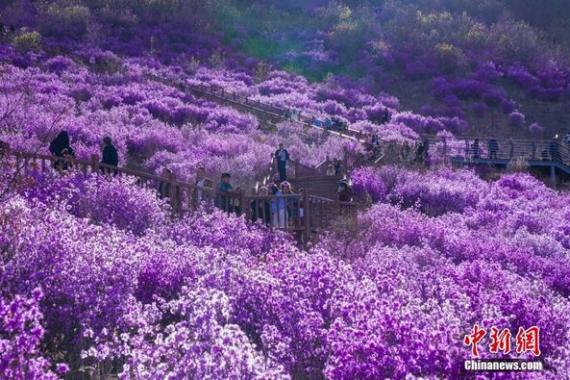 呼倫貝爾“興安杜鵑”接連盛放 遊客置身“紫色海洋”...