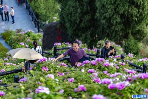 重慶墊江：牡丹花開迎客來...