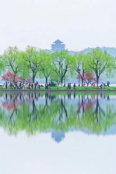 江南春色美如画杜鵑花墻...