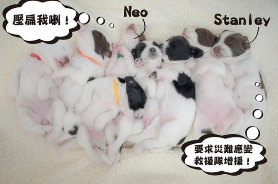 Neo同Stanley返咗嚟消防處...