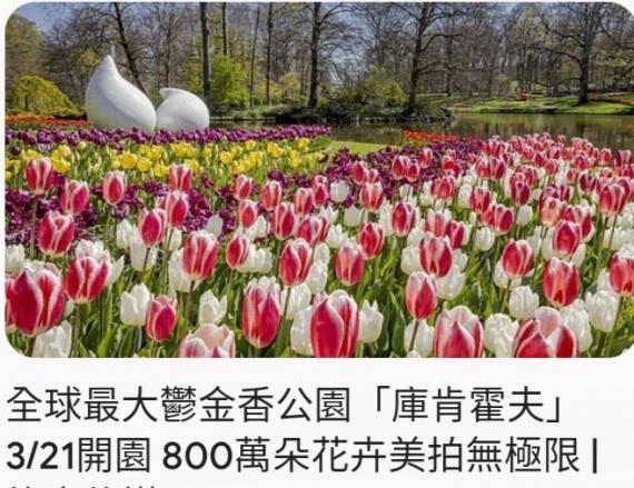 盛放鬱金香，
   吸引大家目光！...