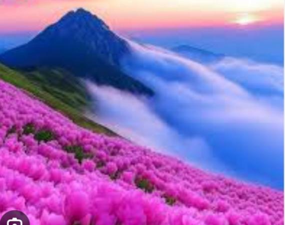 盛放
                  花海！...