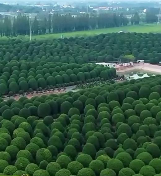整齊
                排列
                   的植樹！...