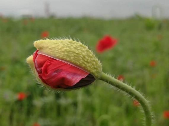 IMG_20200507_165418