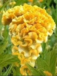 IMG_20200515_163820
