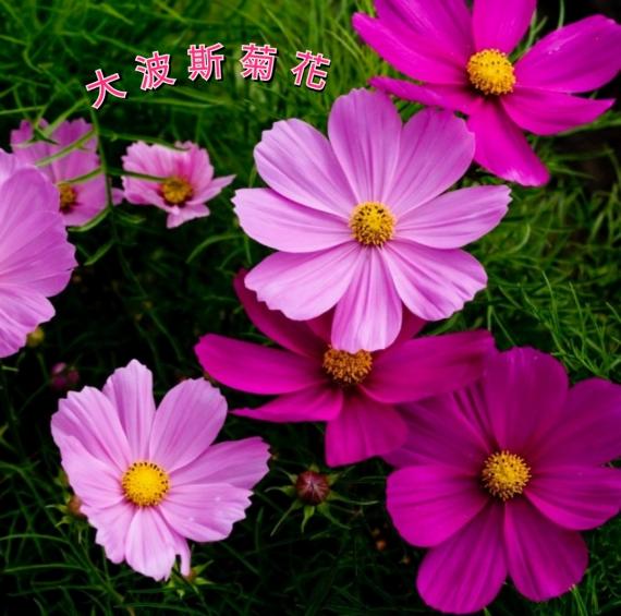 image%3A1000024411