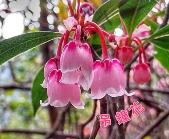 image%3A1000040608