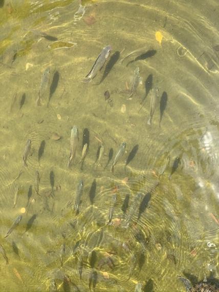 公園的水池很多魚仔成羣暢泳泛起絲絲漣漪...