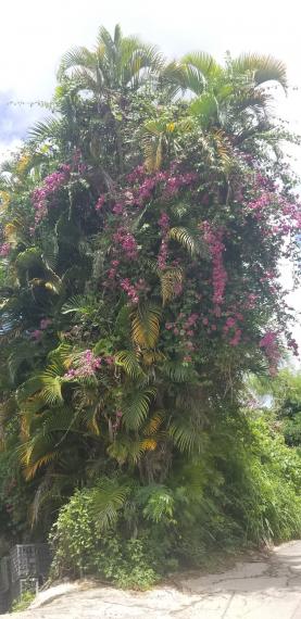 好一棵散尾葵與北美海棠的合體樹
兩種植物互相抱擁,互相依附在一起,是如此和諧,協調,耀眼。
它們立於山徑旁,吸引了不少山友注足欣賞。
故園今日海棠開,夢入江西錦綉堆。
散尾葵光綠遮蔭,一樹揚意利祥瑞... 好一棵散尾葵與北美海棠的合體樹
兩種植物互相抱擁,互相依附在一起,是如此和諧,協調,耀眼。
它們立於山徑旁,吸引了不少山友注足欣賞。
故園今日海棠開,夢入江西錦綉堆。
散尾葵光綠遮蔭,一樹揚意利祥瑞...