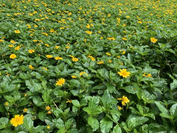 山邊雜草地長出一片野菊花海幾靚！...