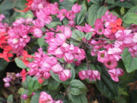 CIMG4550_0