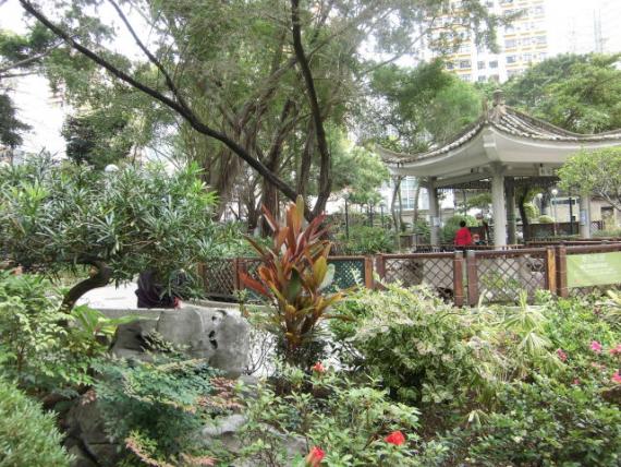 花園內,,種植多花草！...