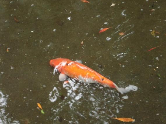 池水河內,,鲤鱼游來！...