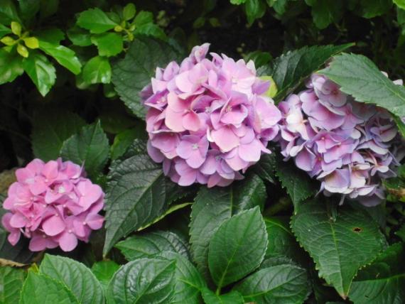 園內種植,,花朵盛開！...