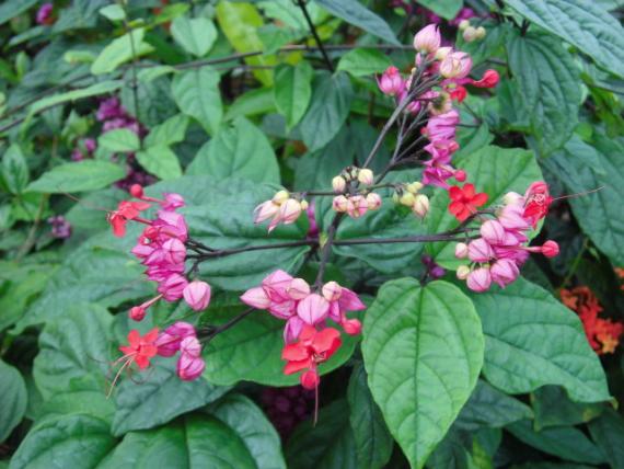 花園之內,,花朵待開！...