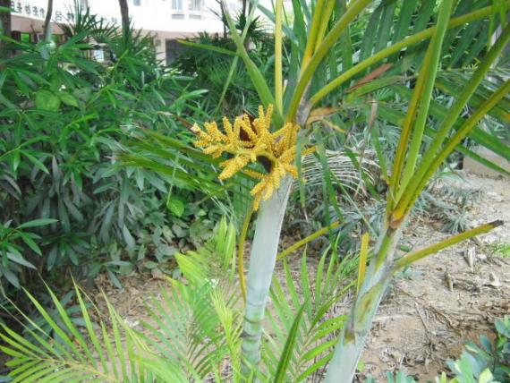 竹林樹上,,長出奇花！...
