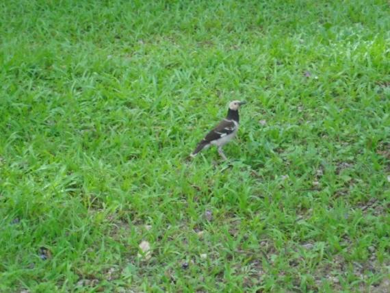 園內草上,,雀鳥獨自觀賞！...
