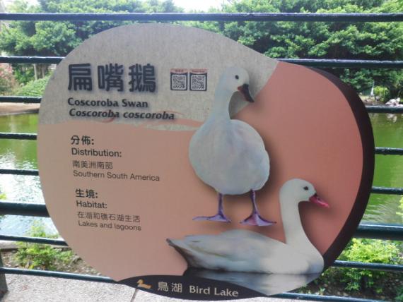 往鳥區,,參觀,,扁嘴鵝！...