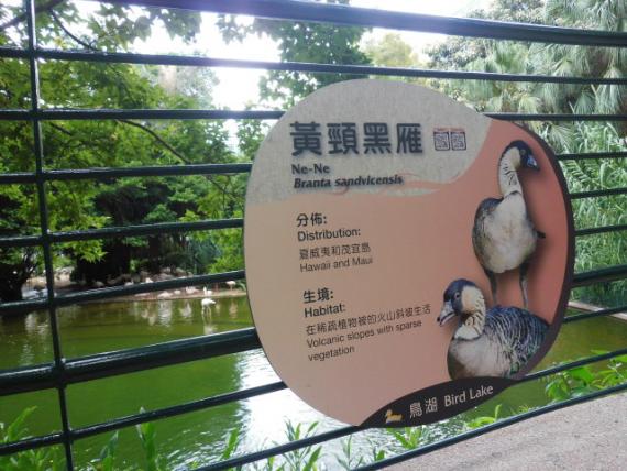 往鳥類區,,賞吓,,黃頸黑雁！...