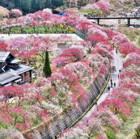 遊吓這條日本桃花之里即時心花怒放...