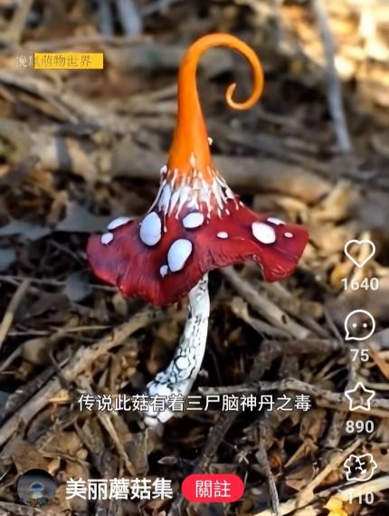 傳说此菇有着三尸腦神丹之毒...