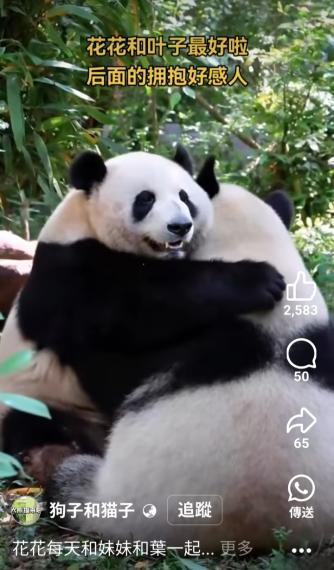 花花每天和妹妹和葉一起...-...