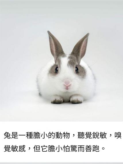 除了狗狗及貓咪，兔兔也是普遍的竉物。...